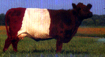 [ postcard of multi-colored COW ]